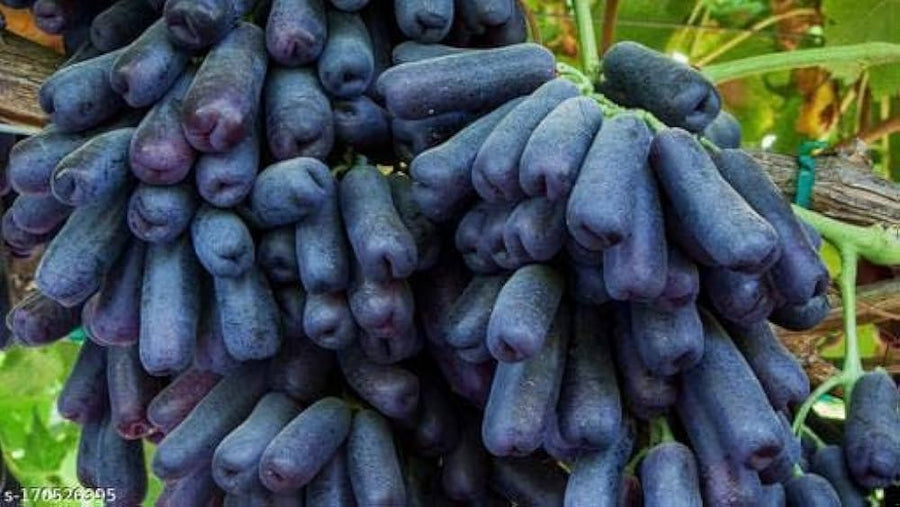 Finger Grape (Vitis vinifera) bonsai seeds for planting in home garden