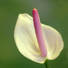 Anthurium Anthurium Andraeanu Rare Seeds for growers filling out the Balcony Home Decor