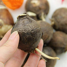 Yellow Sunrise Amaryllis Hippeastrum Bulbs Seeds for growers seeking a long-blooming display