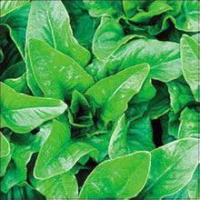 Amish Deer Tongue Lettuce Seeds (Lactuca sativa) for a fresh homegrown crop from the Vegetable Patch
