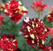 Rose Seeds for growers filling out the Blue Garden