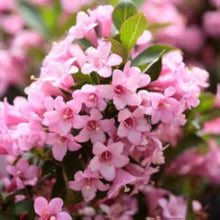 Weigela Florida Bush Seeds for a colorful addition to any planting