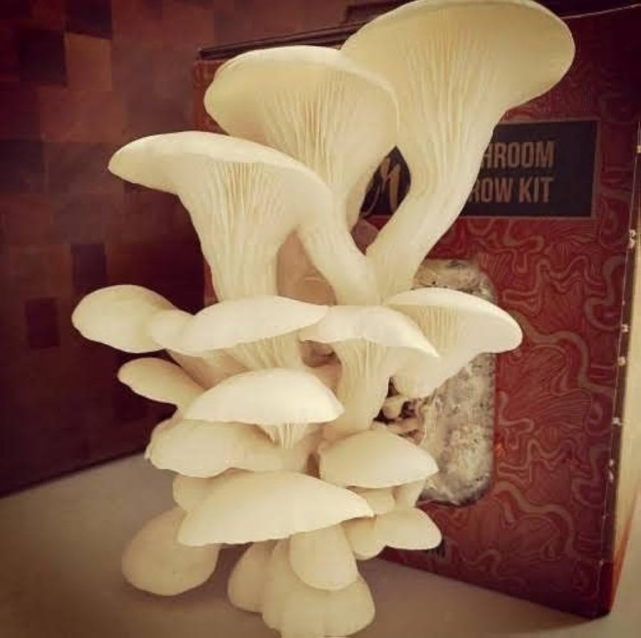 Russula Puellaris mushroom mycelium seeds