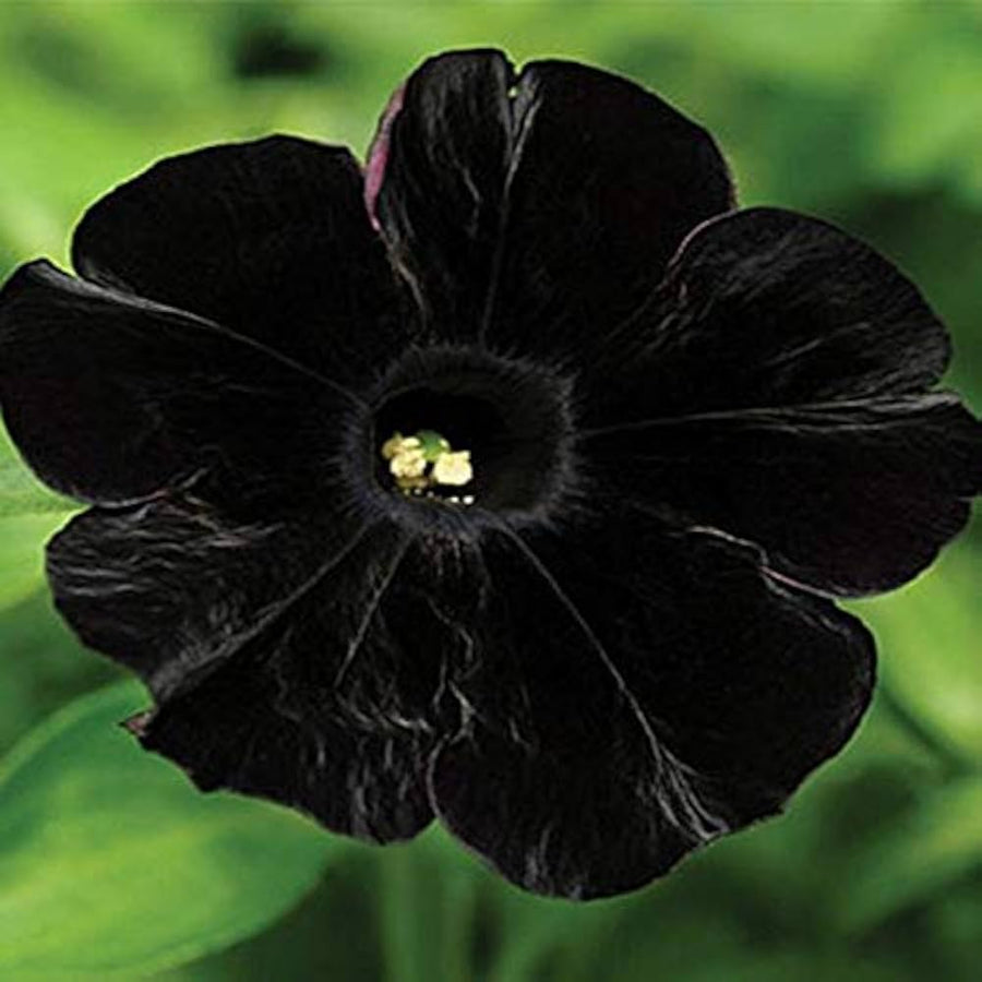 Petunia Petunia Hybrida Velvet Flower Seeds for Planting – Deep-Colored Blooms for Pots, Pathways, and Balconies