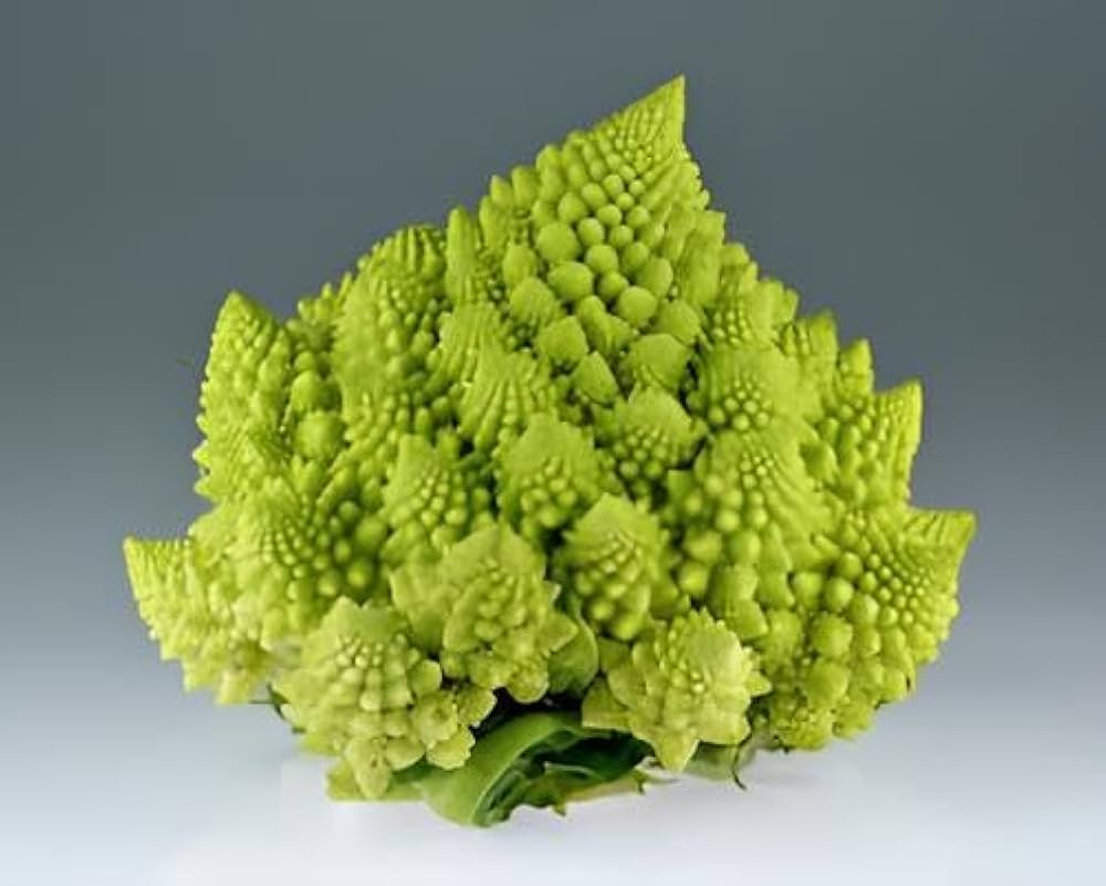 Broccoli Romanesco ��������� Brassica oleracea ��������� for vegetable garden