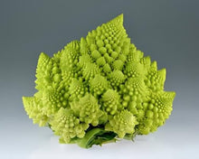 Broccoli Romanesco ��������� Brassica oleracea ��������� for vegetable garden