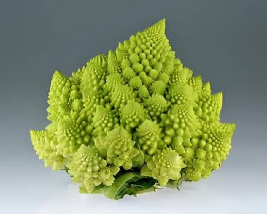 Broccoli Romanesco ��������� Brassica oleracea ��������� for vegetable garden