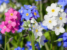 Forget-Me-Not Seeds (Myosotis sylvatica) for a bright addition to the Flower Bed & Urban Garden