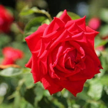 Colorful Rose Tree Seeds for long-term planting in the Balcony Plants