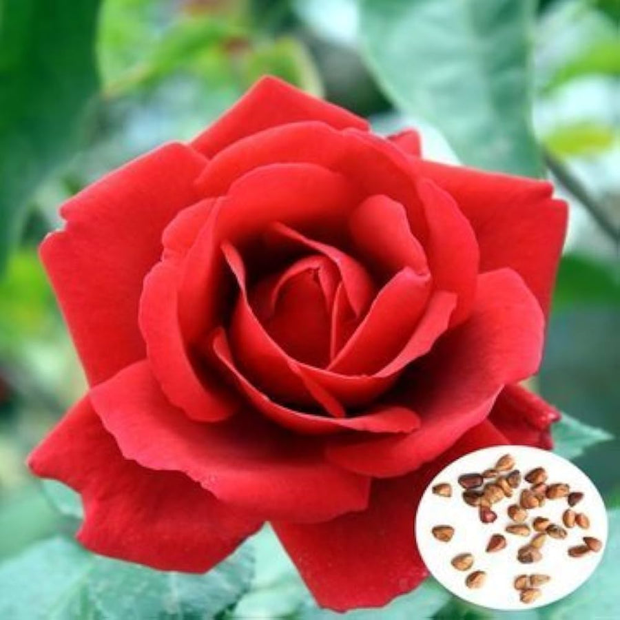 Rose Flower ��������� Rosa spp. ��������� for planting in red yellow garden