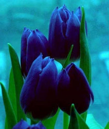 Blue Tulip Seeds for a lasting addition to the Beautiful Bonsai or Garden Blooms