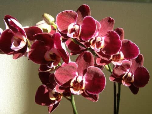 Burgundy Orchid Perennial Flower - for planting in home garden
