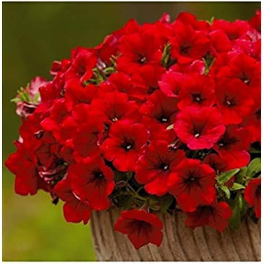 Petunia Flower ��������� Petunia spp. ��������� for planting in dark red garden