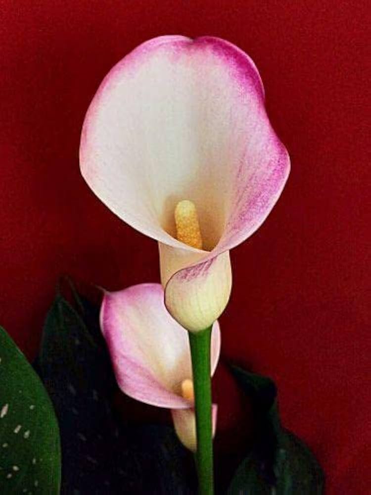 White Calla Lily Seeds for a bright addition to the Flower Bed & Garden