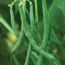 Blue Lake Pole Beans for Canning and Garden Seeds for a fresh homegrown crop from the Garden