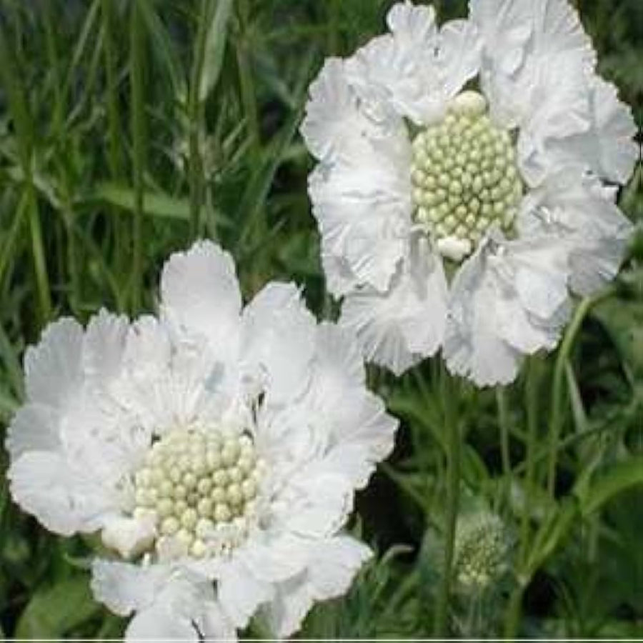 Pure White Scabiosa Flower Seeds â€“ Long-Blooming Perennial Variety