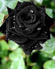 Holland Rose Seeds for a lasting display in the Flower Bed & Garden