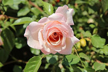 Rose Seeds (Rosa spp.) for a bright addition to the Flower Bed & Urban Garden
