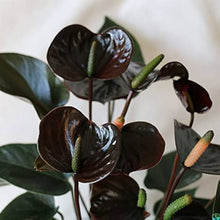 Black Anthurium Andraeanum Seeds for gardeners building out beds and borders