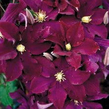 Clematis Clematis Hybrida Maroon Lila Seeds for growers filling out the Vertical Trellis Decor