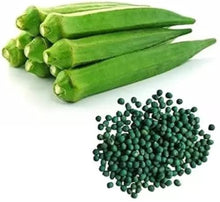 Okra Seeds (Abelmoschus esculentus) for productive rows in the vegetable patches and home gardens