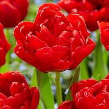 Double Tulip Seeds (Tulipa gesneriana) for seasonal color across the backyard gardening beds