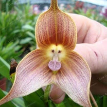 Affenblumensamen Monkey Seeds for seasonal color across the Garden & Flower Bed