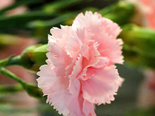 Carnation Seeds for reliable seasonal color