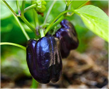 Purple Pepper Seeds (Capsicum annuum) for a fresh homegrown crop from the Colorful Kitchen Garden Growing