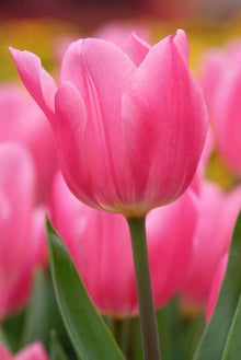 Barcelona Tulip Seeds (Tulipa spp.) for colorful blooms in the Flower Garden