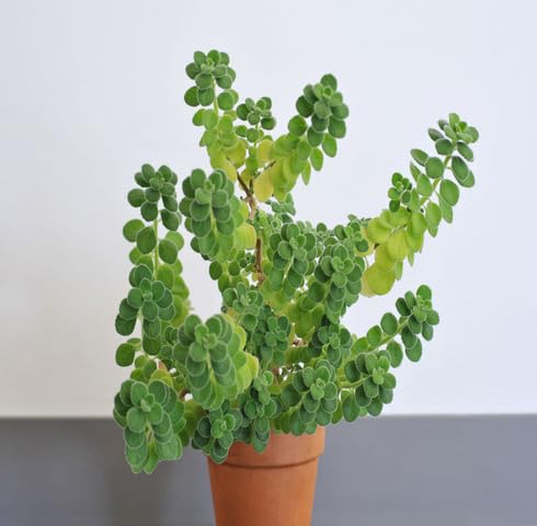 Green Cuban Oregano Plants for cooks growing their own fresh herbs