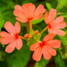 Crossandra Seeds (Crossandra infundibuliformis) for growers filling out the shaded flower beds and borders