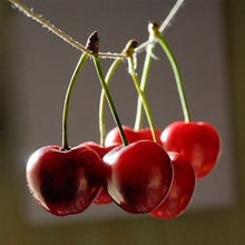 Fresh Seeds for a sweet addition to the home orchard