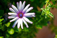 White African Daisy Seeds prized for bright, Long-Blooming Flowers