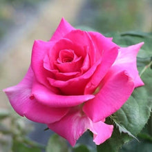 Claire Elizabeth Rose Seeds for seasonal color across the romantic borders and beds
