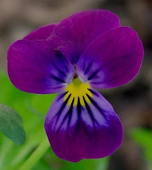 Viola Cornuta Enrico Fiore Viola Semi Perennial Shade Seeds for a lasting display in the Beautiful Garden Flowers