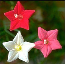 Pink Flower Mix assorted species flower Seeds for seasonal color across the home garden and decorative borders