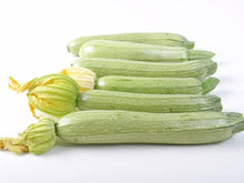 Gray Zucchini Heirloom Seeds for a reliable harvest in the Gourmet Squash Garden