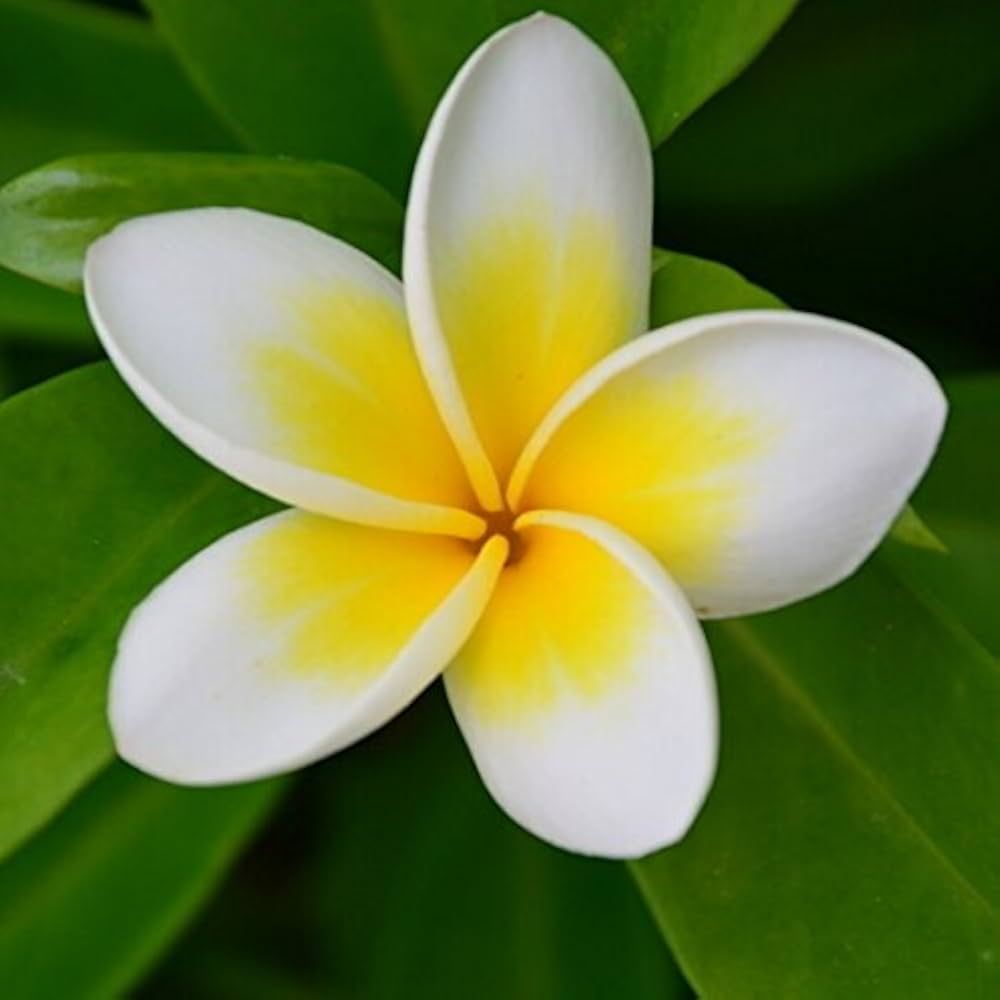 Plumeria Agave Plumeria spp for planting in tropical garden