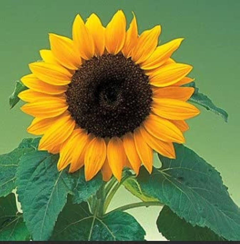 Sunflower Helianthus Annuus Fortune Flower Seeds for Planting – Great for Backyard Gardening and Pollinator Gardens