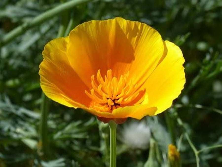 California Poppy Eschscholzia Californica flower seeds for planting in backyard gardening and flower beds - for planting in home garden
