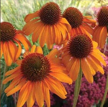 Orange Echinacea Seeds (Echinacea purpurea) for growers planting the Flower Pollinator Garden