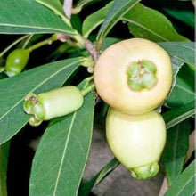 Rosenapfel Fruit Tree Seeds for a homegrown harvest from the Unique Fruit Garden