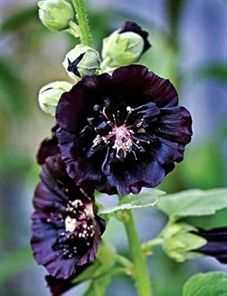 Happy Lights Mallow Seeds for seasonal color across the Garden Landscaping