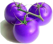 Purple cherry tomato (Solanum lycopersicum) seeds for balcony garden