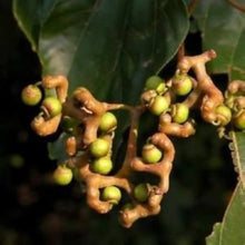 Japanischer Rosinenbaum Hovenia Dulcis Samen Seeds for a colorful addition to any planting