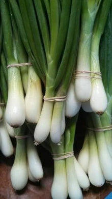 Japanese Indestructible White Bunching Onion Seeds for home growers seeking a reliable harvest