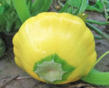 Yellow Scallop Bush Squash Seeds for growers stocking a kitchen garden