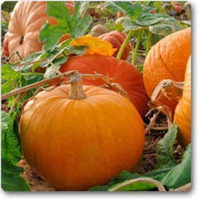 Peanut-Shaped Pumpkin Seeds (Cucurbita pepo) for growers stocking the kitchen garden planting