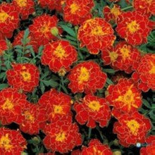 Strawflower plant Seeds (Xerochrysum bracteatum) for a bright addition to the home gardens or dried flower arrangements
